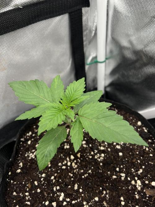 Cherry Hills 🍒⛰️80w. Week 2