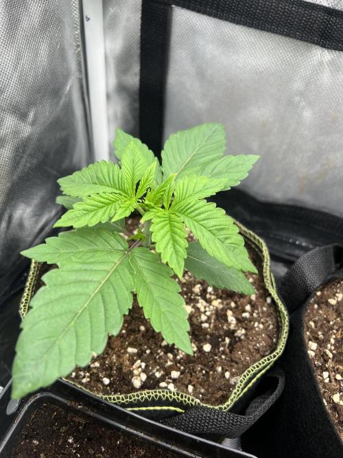 Cherry Hills 🍒⛰️80w. Week 2