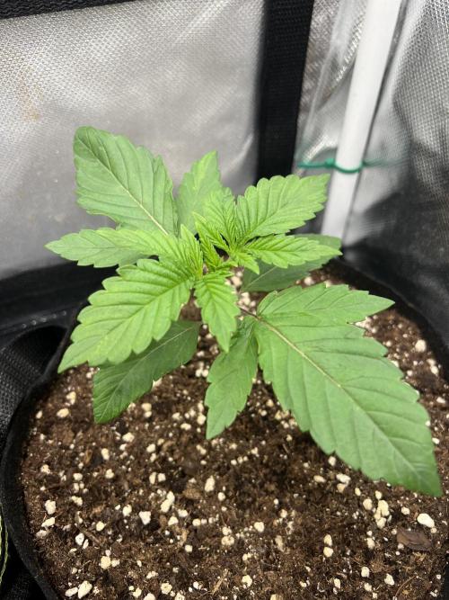 Cherry Hills 🍒⛰️80w. Week 2