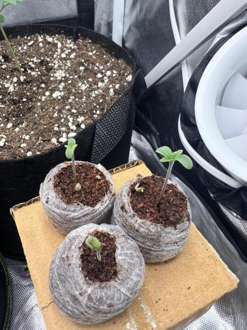 Eternity Grow 🏆 Micro Grow. Week 0