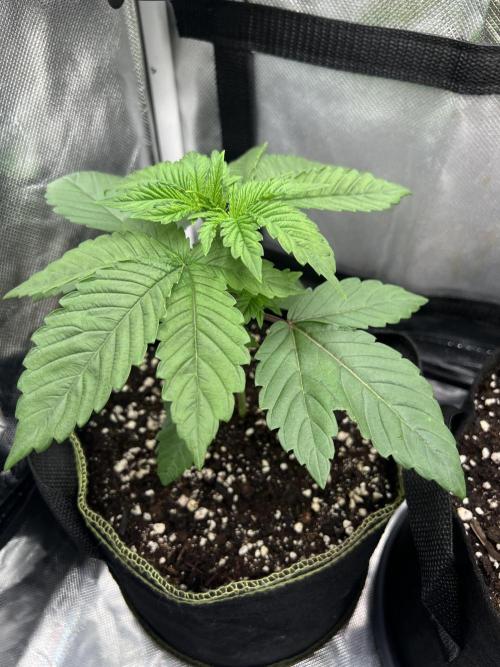 Cherry Hills 🍒⛰️80w. Week 3