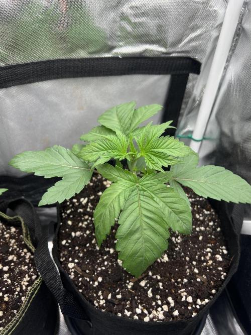 Cherry Hills 🍒⛰️80w. Week 3