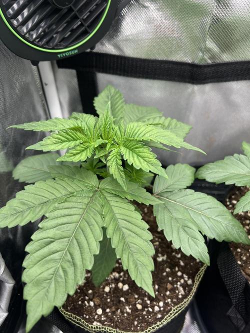 Cherry Hills 🍒⛰️80w. Week 3