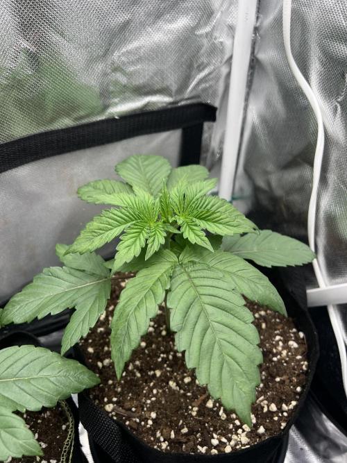 Cherry Hills 🍒⛰️80w. Week 3