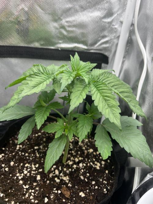 Cherry Hills 🍒⛰️80w. Week 3
