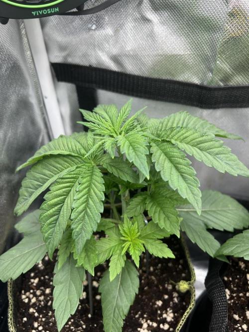 Cherry Hills. Week 3