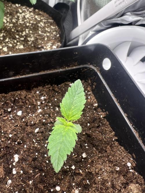 Eternity Grow 🏆 Micro Grow. Week 1