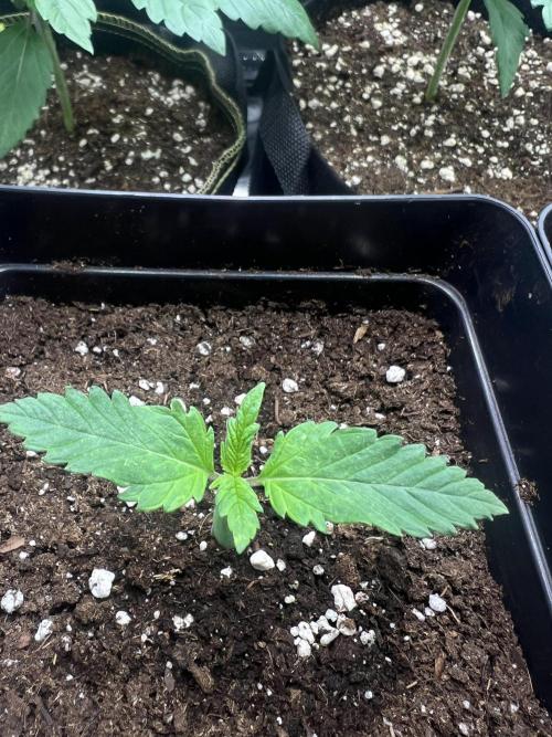Eternity Grow 🏆 Micro Grow. Week 1