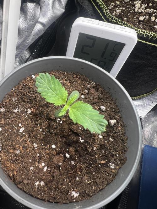 Eternity Grow 🏆 Micro Grow. Week 1