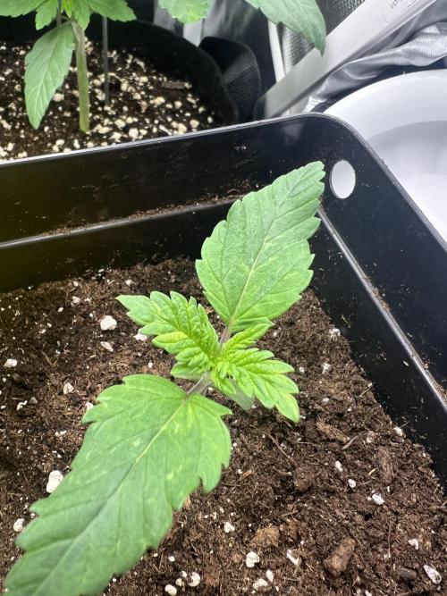 Eternity Grow 🏆 Micro Grow. Week 1