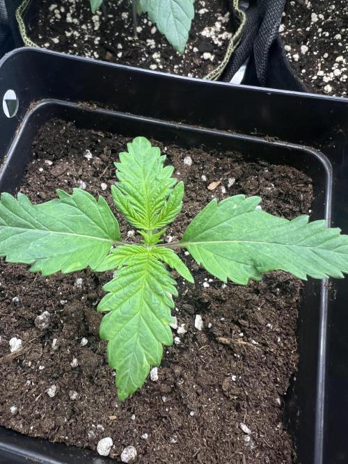 Eternity Grow 🏆 Micro Grow. Week 1