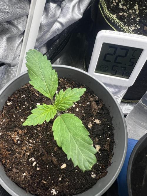 Eternity Grow 🏆 Micro Grow. Week 1