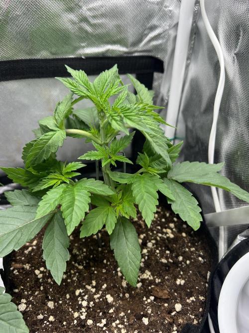 Cherry Hills 🍒⛰️80w. Week 4