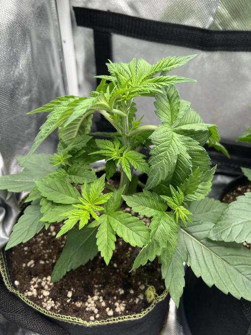 Cherry Hills 🍒⛰️80w. Week 4