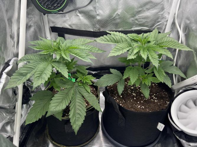 Cherry Hills 🍒⛰️80w. Week 4