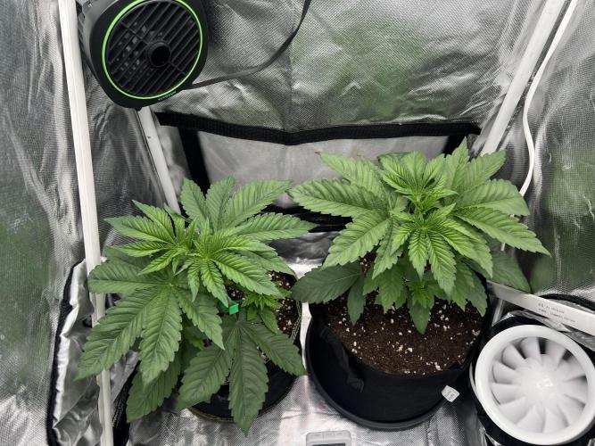 Cherry Hills 🍒⛰️80w. Week 4