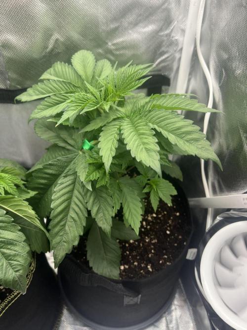 Cherry Hills 🍒⛰️80w. Week 4