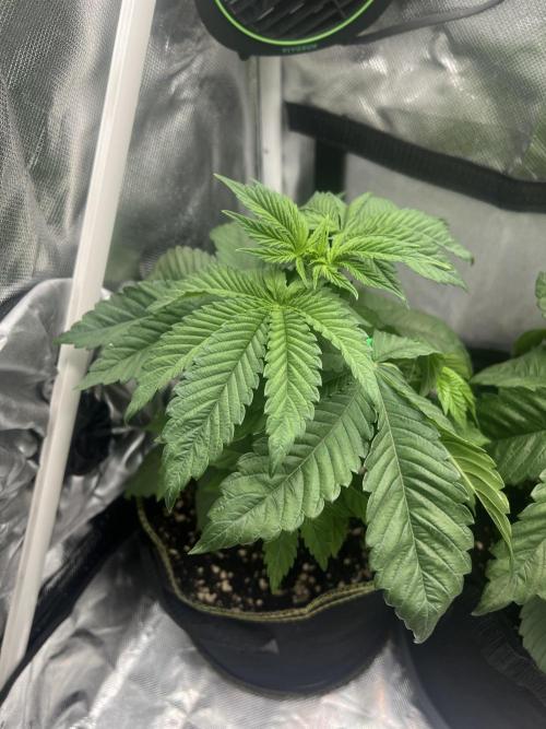 Cherry Hills 🍒⛰️80w. Week 4