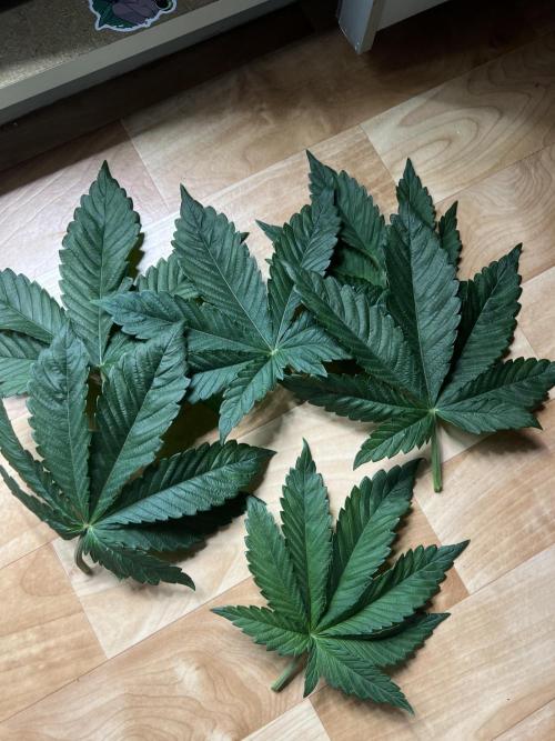 Cherry Hills 🍒⛰️80w. Week 4