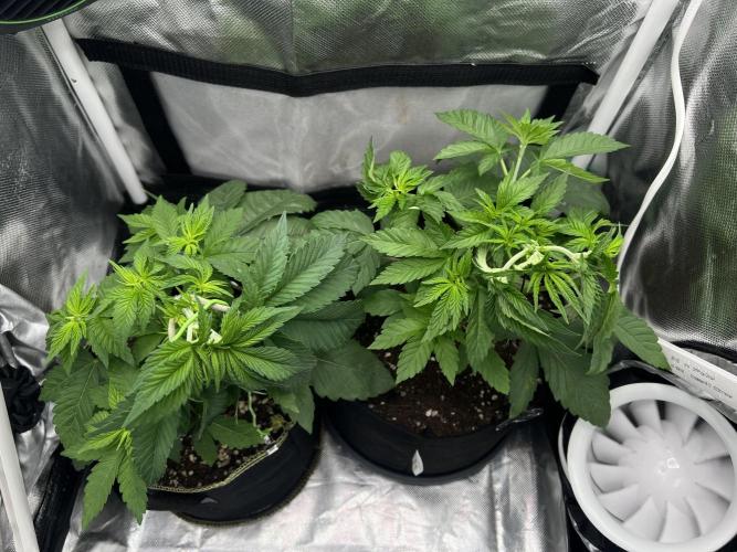 Cherry Hills 🍒⛰️80w. Week 4