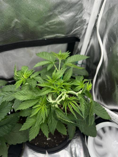 Cherry Hills 🍒⛰️80w. Week 4