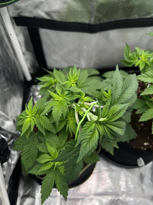 Cherry Hills 🍒⛰️80w. Week 4