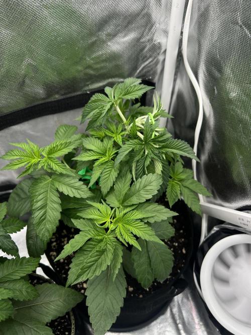 Cherry Hills 🍒⛰️80w. Week 4
