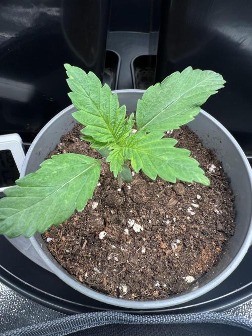Eternity Grow 🏆 Micro Grow. Week 2