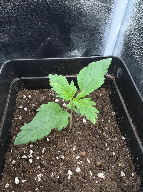 Eternity Grow 🏆 Micro Grow. Week 2