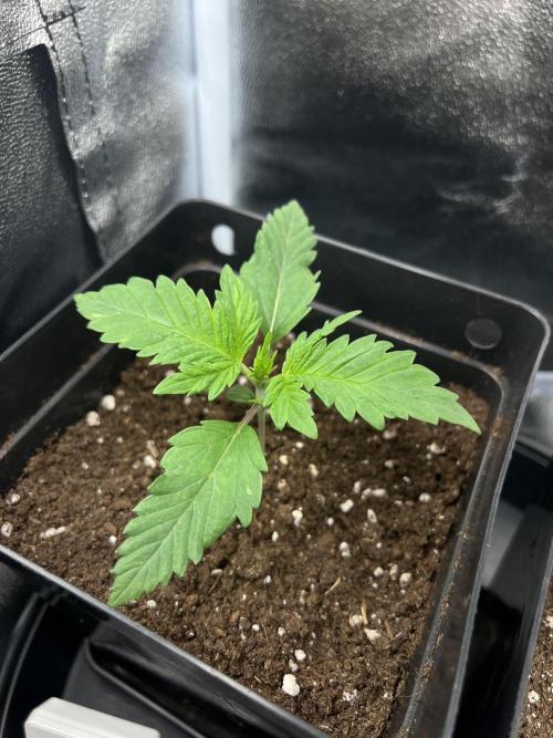Eternity Grow 🏆 Micro Grow. Week 2