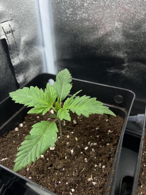 Eternity Grow 🏆 Micro Grow. Week 2