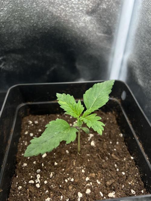 Eternity Grow 🏆 Micro Grow. Week 2