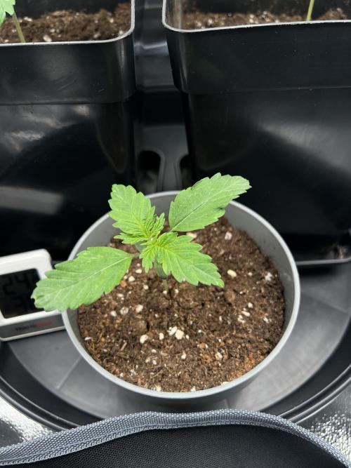 Eternity Grow 🏆 Micro Grow. Week 2