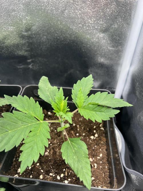 Eternity Grow 🏆 Micro Grow. Week 2