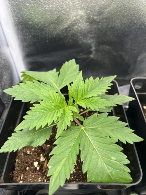 Eternity Grow 🏆 Micro Grow. Week 2