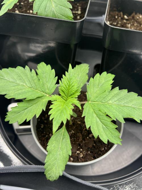 Eternity Grow 🏆 Micro Grow. Week 2