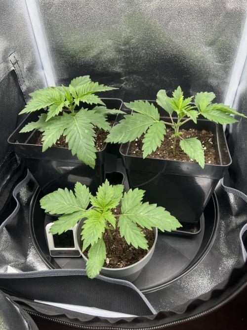 Eternity Grow 🏆 Micro Grow. Week 2