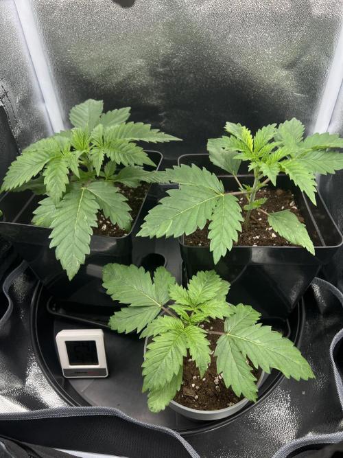 Eternity Grow 🏆 Micro Grow. Week 2