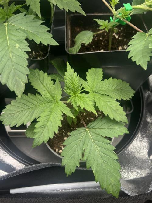 Eternity Grow 🏆 Micro Grow. Week 2