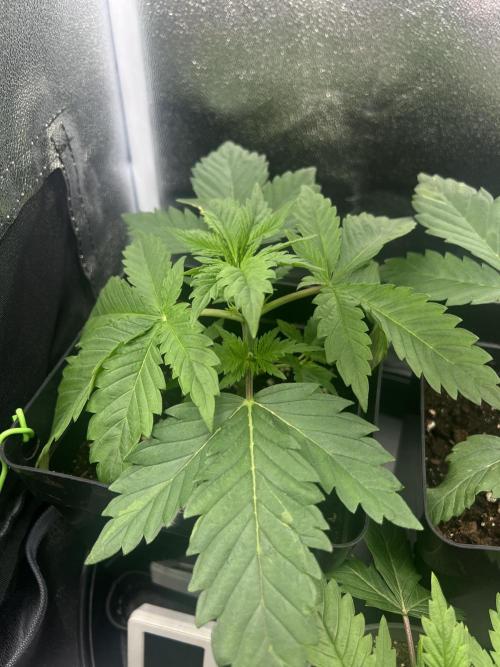 Eternity Grow 🏆 Micro Grow. Week 2