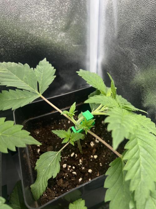 Eternity Grow 🏆 Micro Grow. Week 2