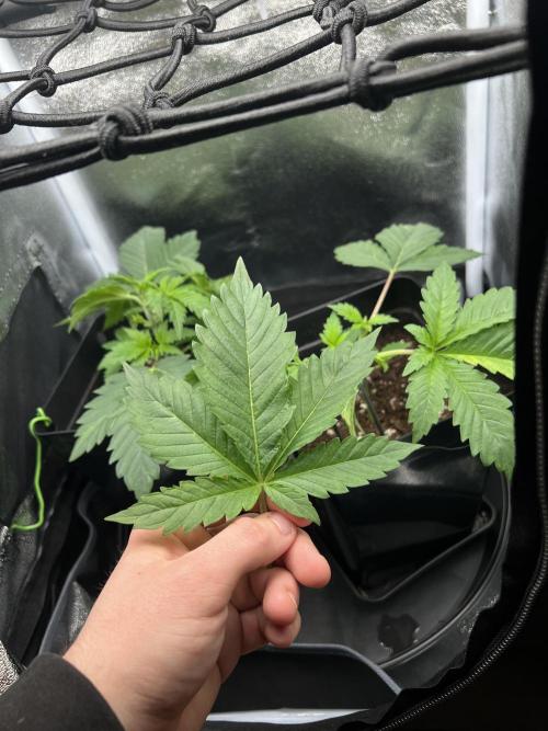 Eternity Grow 🏆 Micro Grow. Week 2
