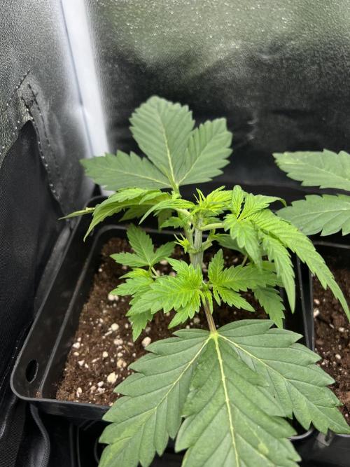 Eternity Grow 🏆 Micro Grow. Week 2
