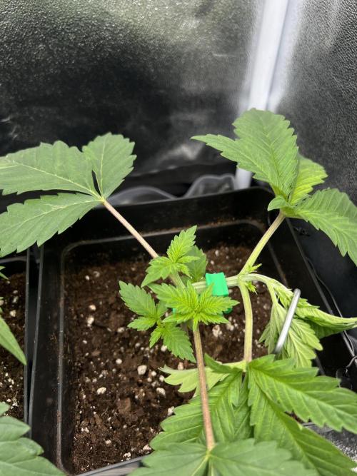 Eternity Grow 🏆 Micro Grow. Week 2