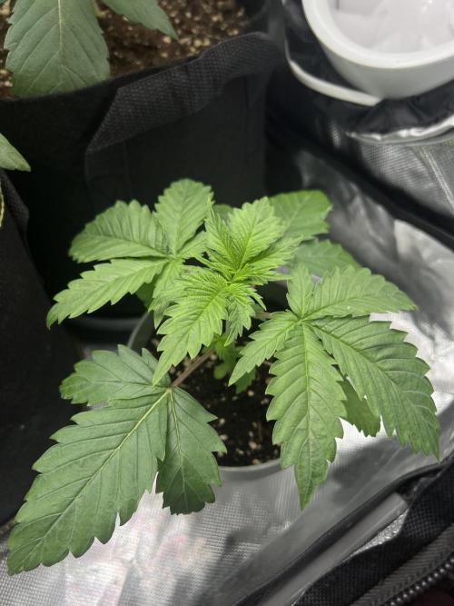 Eternity Grow 🏆 Micro Grow. Week 2