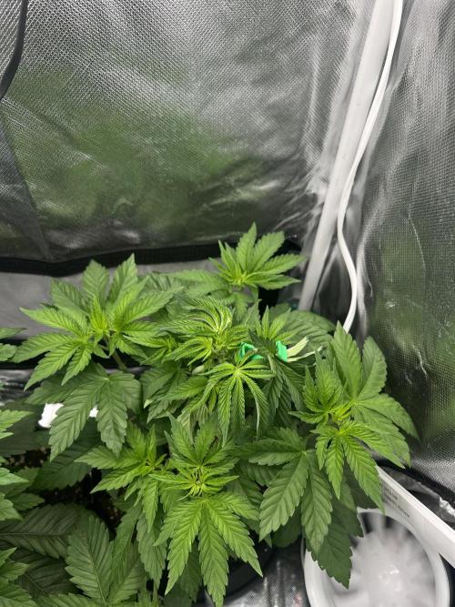 Cherry Hills 🍒⛰️80w. Week 5