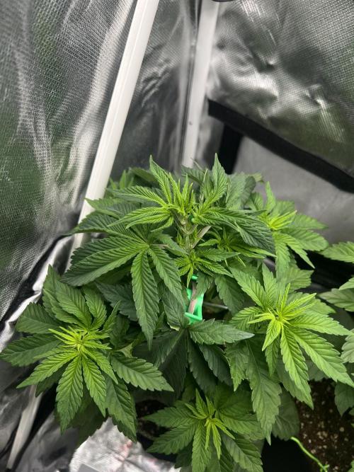 Cherry Hills 🍒⛰️80w. Week 5