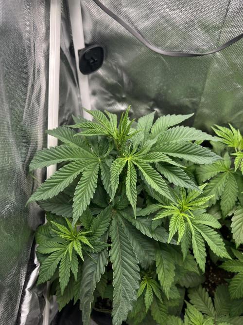 Cherry Hills 🍒⛰️80w. Week 5