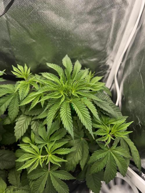 Cherry Hills 🍒⛰️80w. Week 5