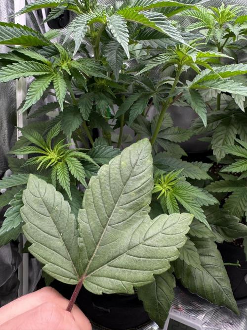 Cherry Hills 🍒⛰️80w. Week 5